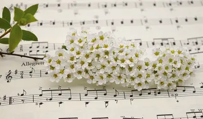 Eine Blüte auf einem Notenblatt